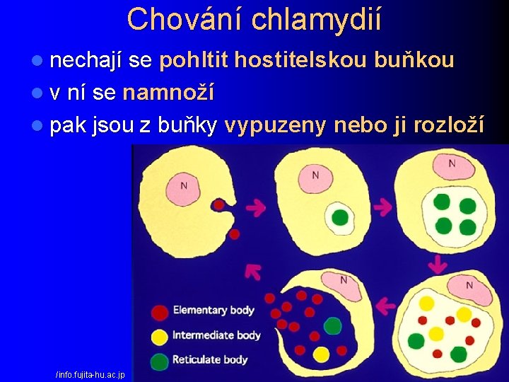 Chování chlamydií l nechají se pohltit hostitelskou buňkou l v ní se namnoží l