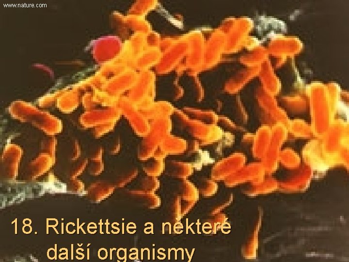 www. nature. com 18. Rickettsie a některé další organismy 