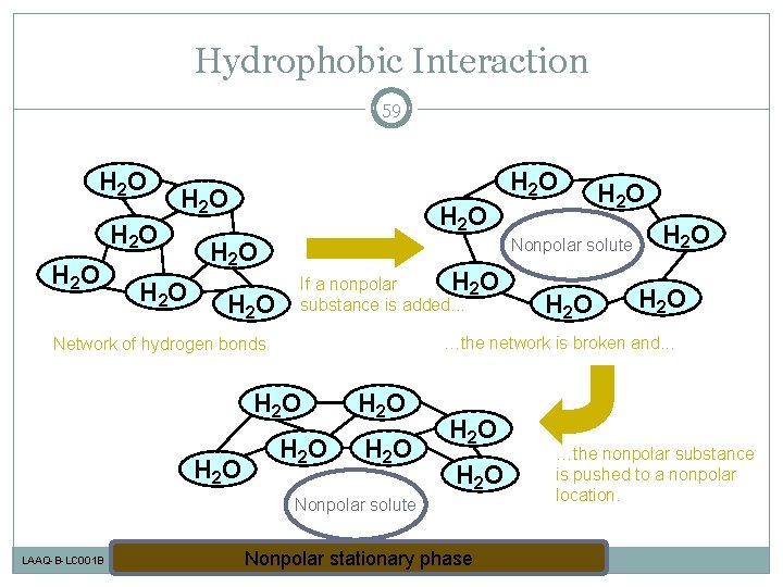 Hydrophobic Interaction 59 H 2 O H 2 O H 2 O Nonpolar solute