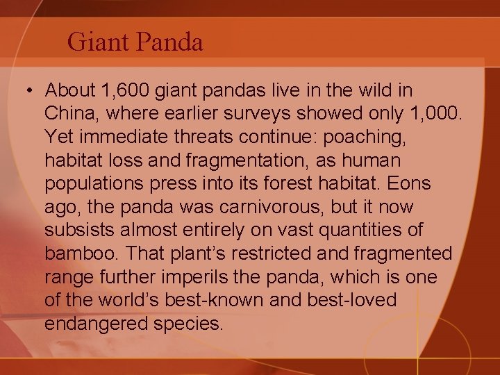 Giant Panda • About 1, 600 giant pandas live in the wild in China,