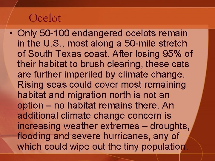 Ocelot • Only 50 -100 endangered ocelots remain in the U. S. , most