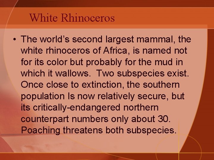 White Rhinoceros • The world’s second largest mammal, the white rhinoceros of Africa, is