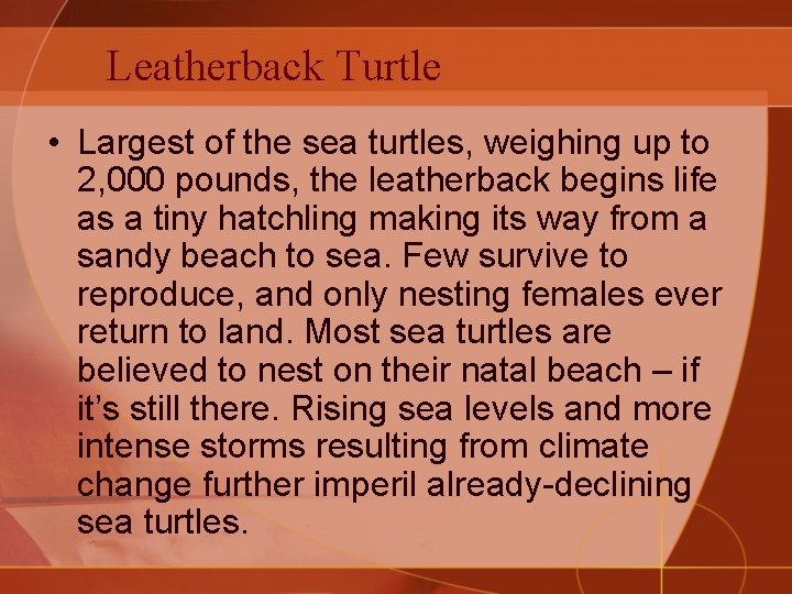 Leatherback Turtle • Largest of the sea turtles, weighing up to 2, 000 pounds,