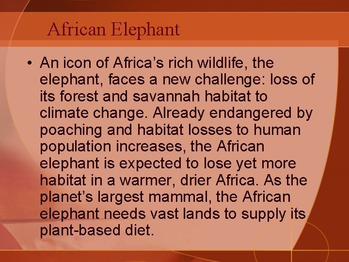 African Elephant • An icon of Africa’s rich wildlife, the elephant, faces a new