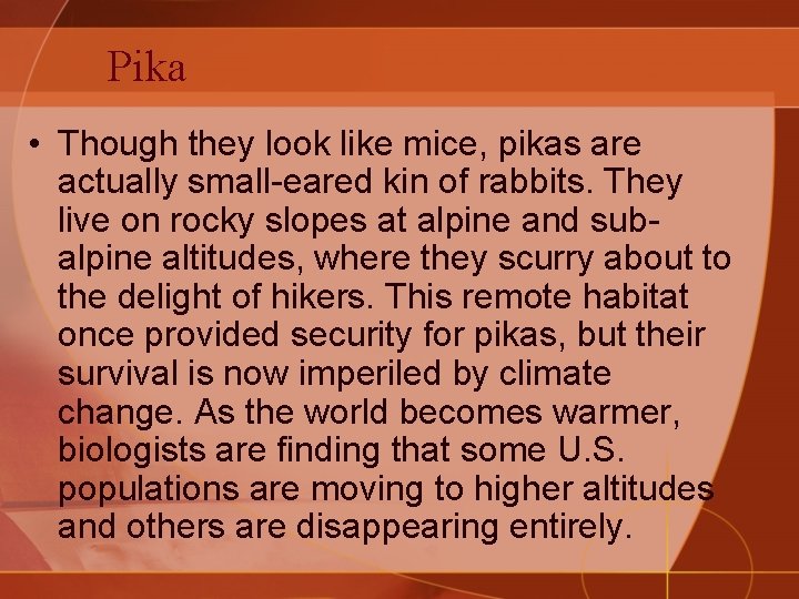 Pika • Though they look like mice, pikas are actually small-eared kin of rabbits.