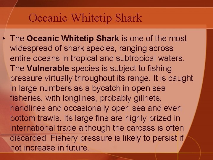Oceanic Whitetip Shark • The Oceanic Whitetip Shark is one of the most widespread