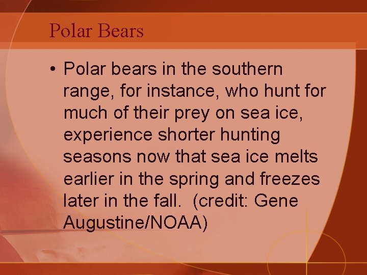 Polar Bears • Polar bears in the southern range, for instance, who hunt for