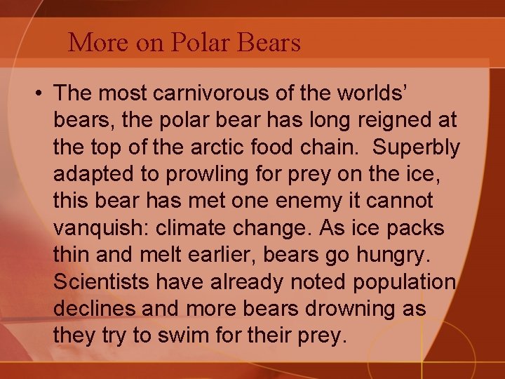 More on Polar Bears • The most carnivorous of the worlds’ bears, the polar