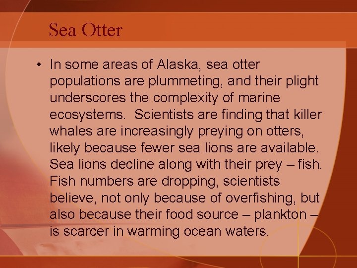 Sea Otter • In some areas of Alaska, sea otter populations are plummeting, and