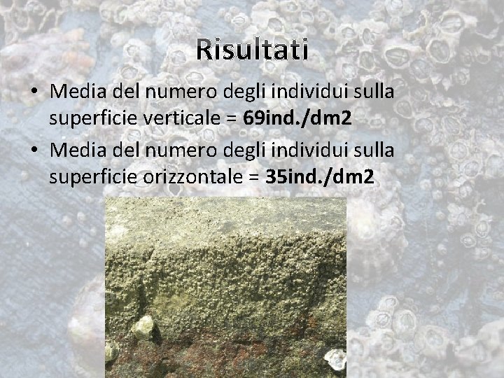  • Media del numero degli individui sulla superficie verticale = 69 ind. /dm