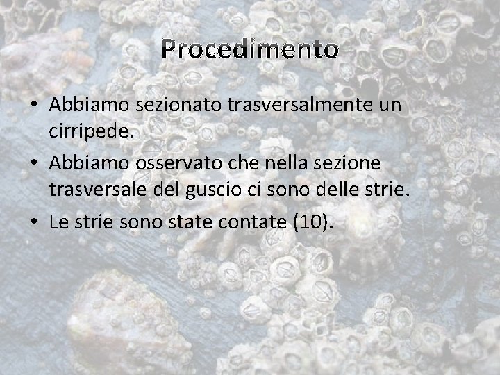  • Abbiamo sezionato trasversalmente un cirripede. • Abbiamo osservato che nella sezione trasversale