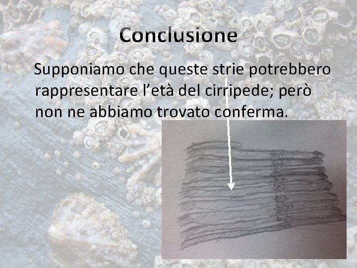 Supponiamo che queste strie potrebbero rappresentare l’età del cirripede; però non ne abbiamo trovato