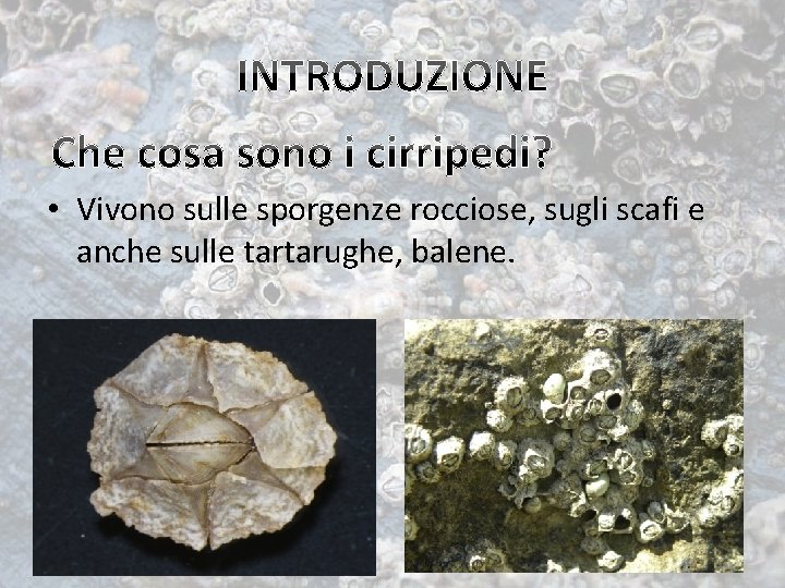  • Vivono sulle sporgenze rocciose, sugli scafi e anche sulle tartarughe, balene. 