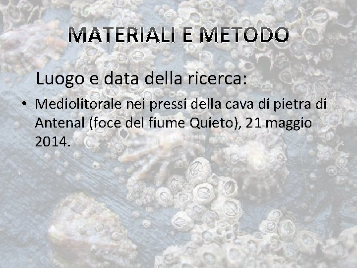 Luogo e data della ricerca: • Mediolitorale nei pressi della cava di pietra di