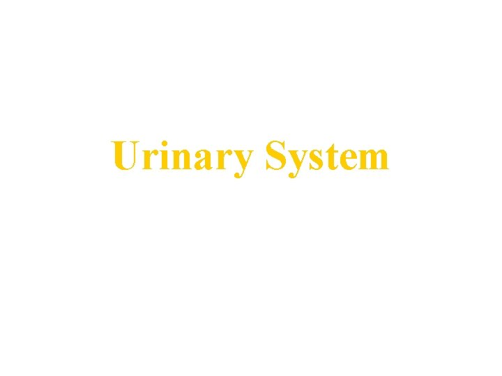 Urinary System 