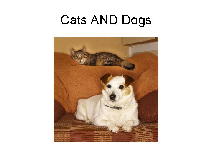 Cats AND Dogs 