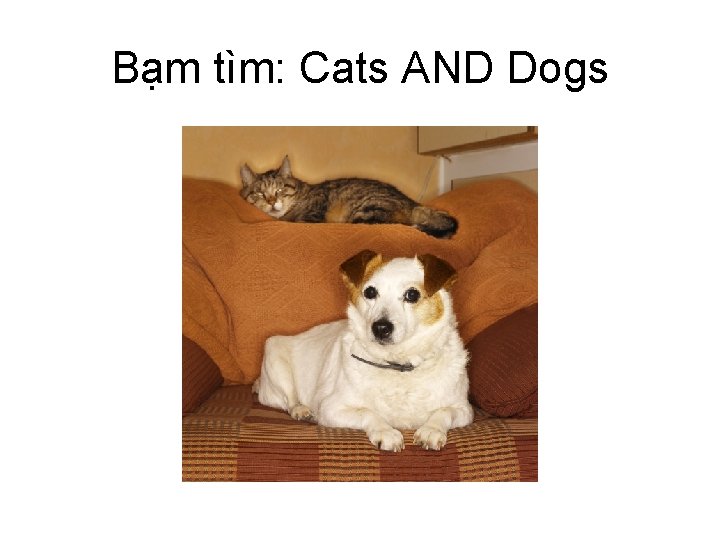 Bạm tìm: Cats AND Dogs 