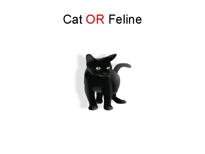 Cat OR Feline 