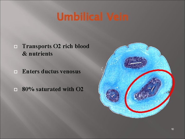 Umbilical Vein Transports O 2 rich blood & nutrients Enters ductus venosus 80% saturated