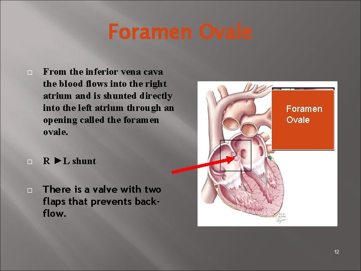 Foramen Ovale From the inferior vena cava the blood flows into the right atrium