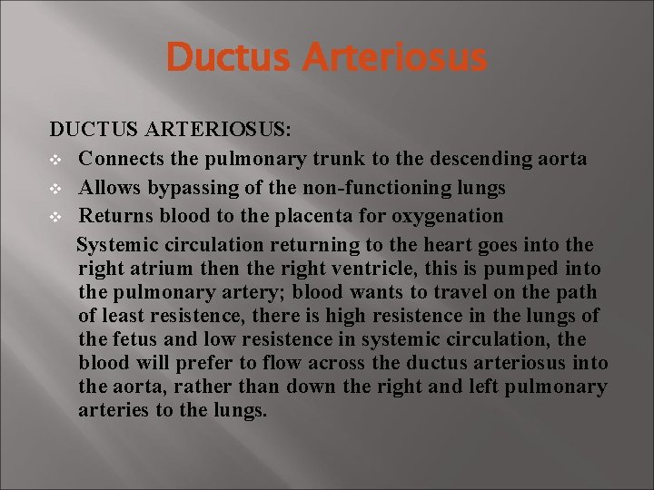 Ductus Arteriosus DUCTUS ARTERIOSUS: v Connects the pulmonary trunk to the descending aorta v