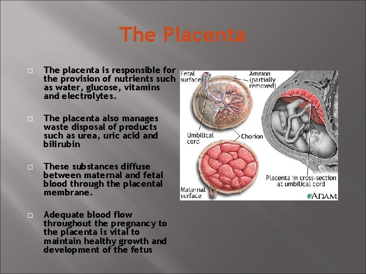 The Placenta The placenta is responsible for the provision of nutrients such as water,