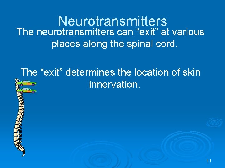 Neurotransmitters The neurotransmitters can “exit” at various places along the spinal cord. The “exit”