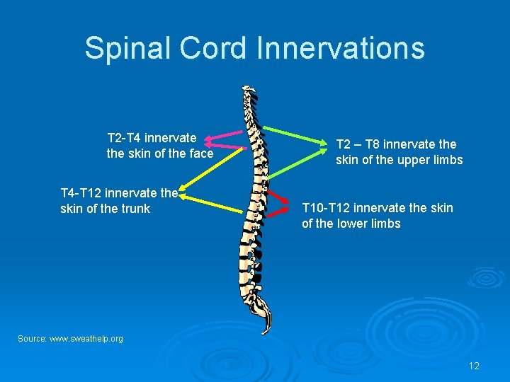 Spinal Cord Innervations T 2 -T 4 innervate the skin of the face T