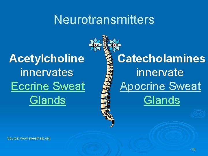 Neurotransmitters Acetylcholine innervates Eccrine Sweat Glands Catecholamines innervate Apocrine Sweat Glands Source: www. sweathelp.
