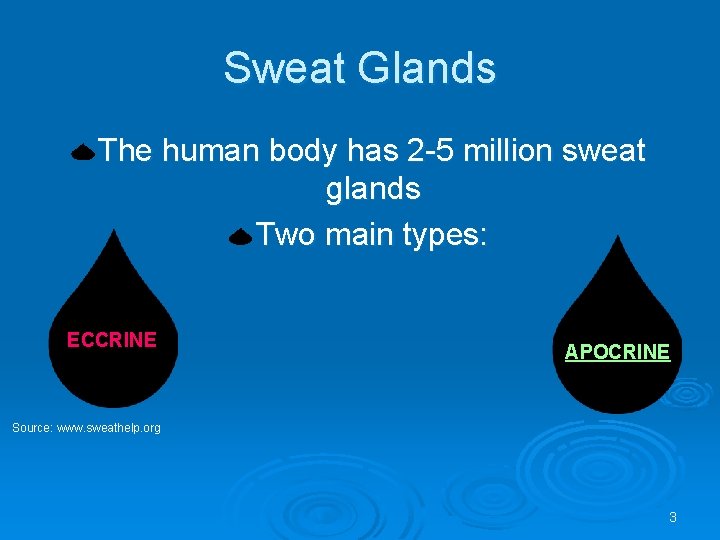 Sweat Glands The human body has 2 -5 million sweat glands Two main types: