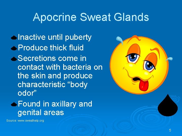 Apocrine Sweat Glands Inactive until puberty Produce thick fluid Secretions come in contact with