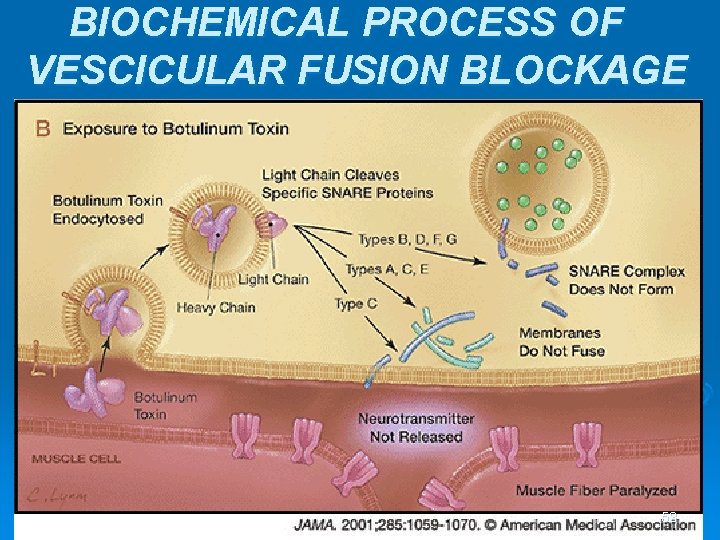 BIOCHEMICAL PROCESS OF VESCICULAR FUSION BLOCKAGE 53 