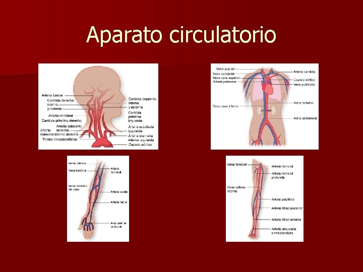 Aparato circulatorio 