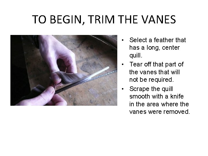 TO BEGIN, TRIM THE VANES • Select a feather that has a long, center