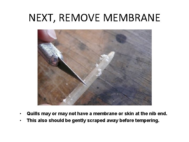 NEXT, REMOVE MEMBRANE • • Quills may or may not have a membrane or