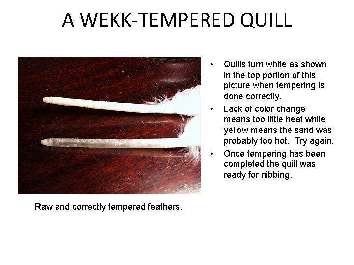 A WEKK-TEMPERED QUILL • • • Raw and correctly tempered feathers. Quills turn white