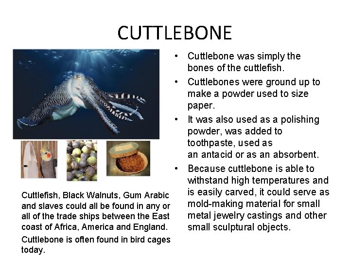 CUTTLEBONE Cuttlefish, Black Walnuts, Gum Arabic and slaves could all be found in any