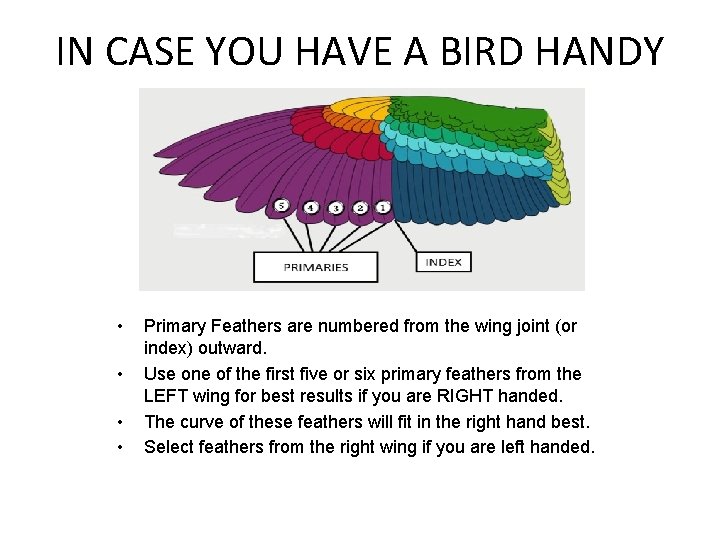 IN CASE YOU HAVE A BIRD HANDY • • Primary Feathers are numbered from
