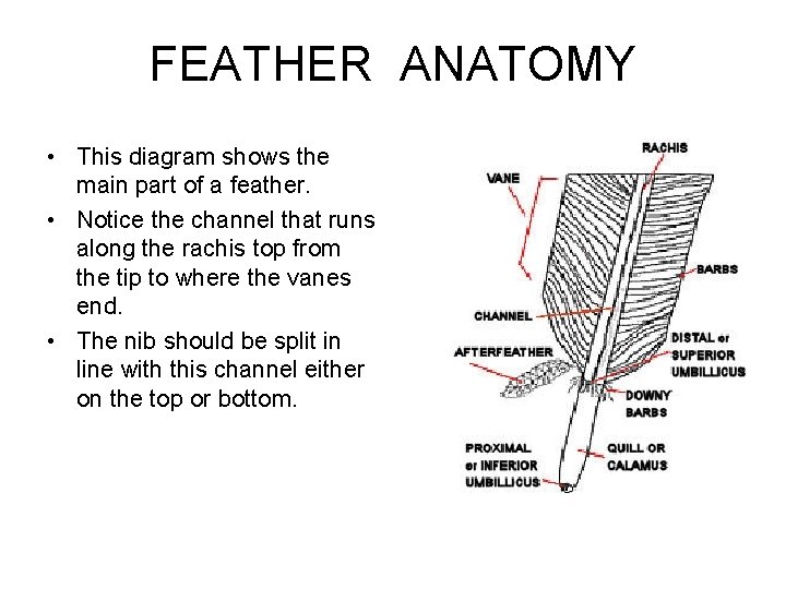 FEATHER ANATOMY • This diagram shows the main part of a feather. • Notice