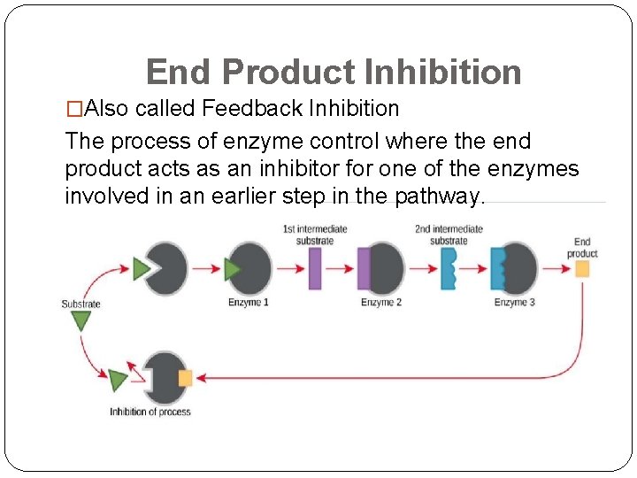 End Product Inhibition �Also called Feedback Inhibition The process of enzyme control where the
