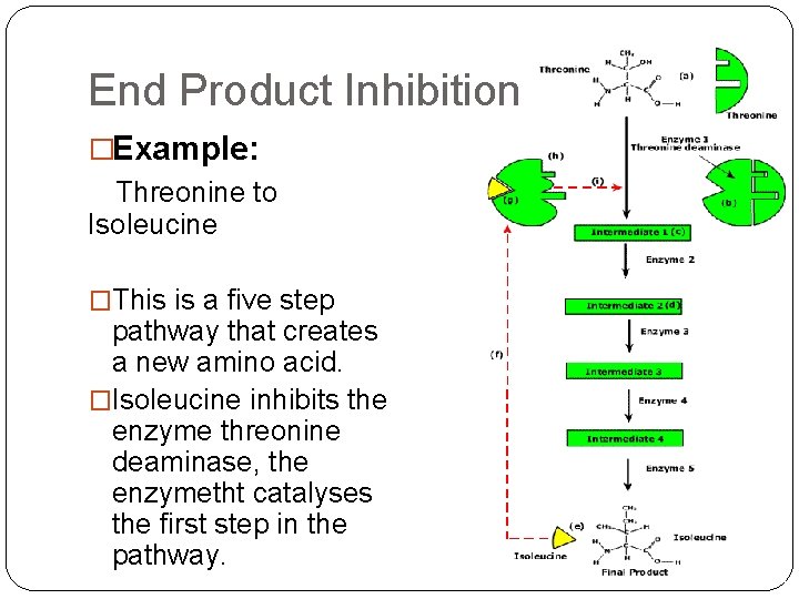 End Product Inhibition �Example: Threonine to Isoleucine �This is a five step pathway that
