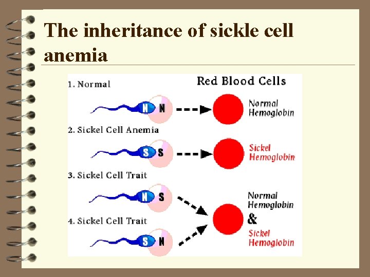 The inheritance of sickle cell anemia 