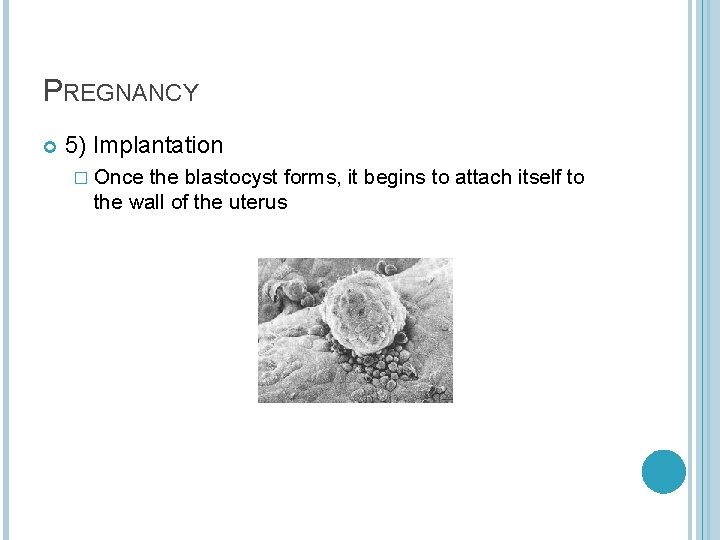 PREGNANCY 5) Implantation � Once the blastocyst forms, it begins to attach itself to
