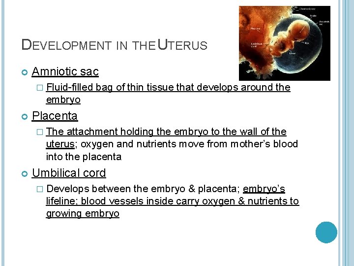 DEVELOPMENT IN THE UTERUS Amniotic sac � Fluid-filled bag of thin tissue that develops