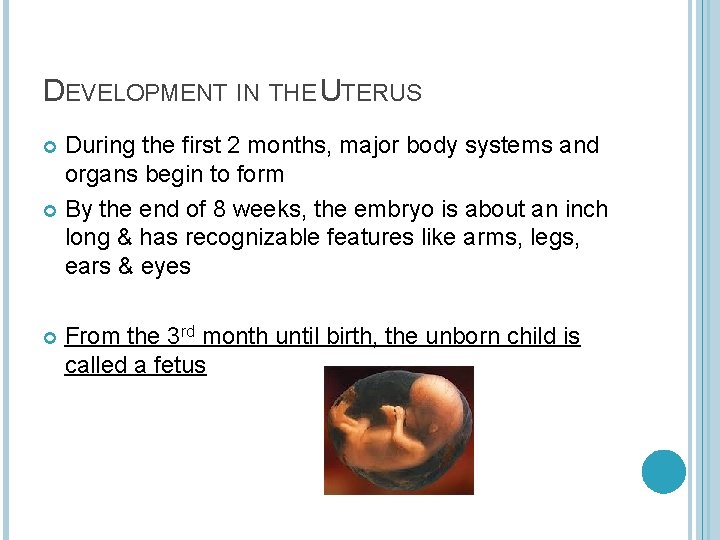 DEVELOPMENT IN THE UTERUS During the first 2 months, major body systems and organs