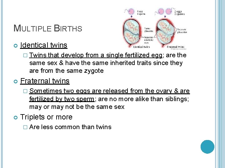 MULTIPLE BIRTHS Identical twins � Twins that develop from a single fertilized egg; are
