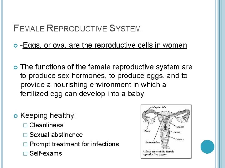 FEMALE REPRODUCTIVE SYSTEM -Eggs, or ova, are the reproductive cells in women The functions