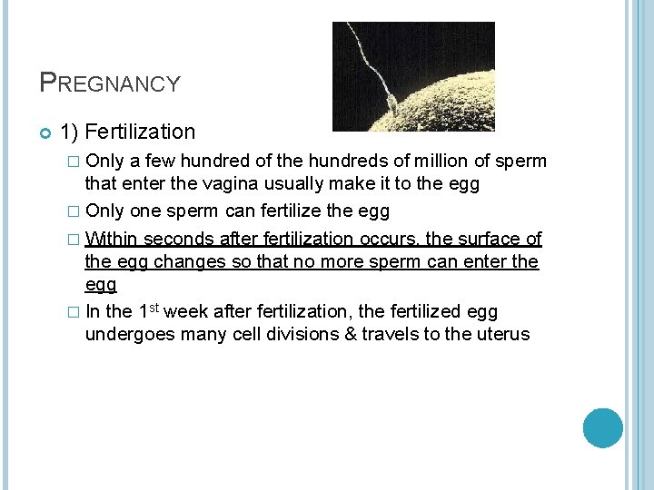 PREGNANCY 1) Fertilization � Only a few hundred of the hundreds of million of
