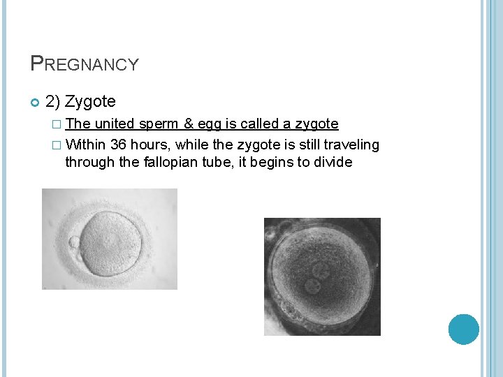 PREGNANCY 2) Zygote � The united sperm & egg is called a zygote �