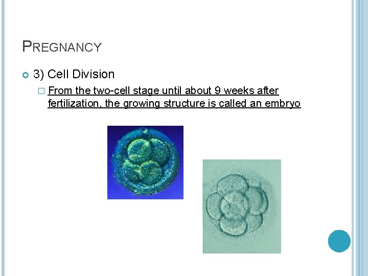 PREGNANCY 3) Cell Division � From the two-cell stage until about 9 weeks after